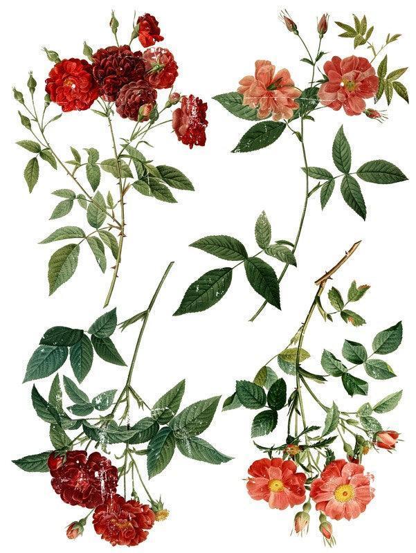 Iron Orchid Designs Redoute vier Blumentransfers - Lioness Vintage