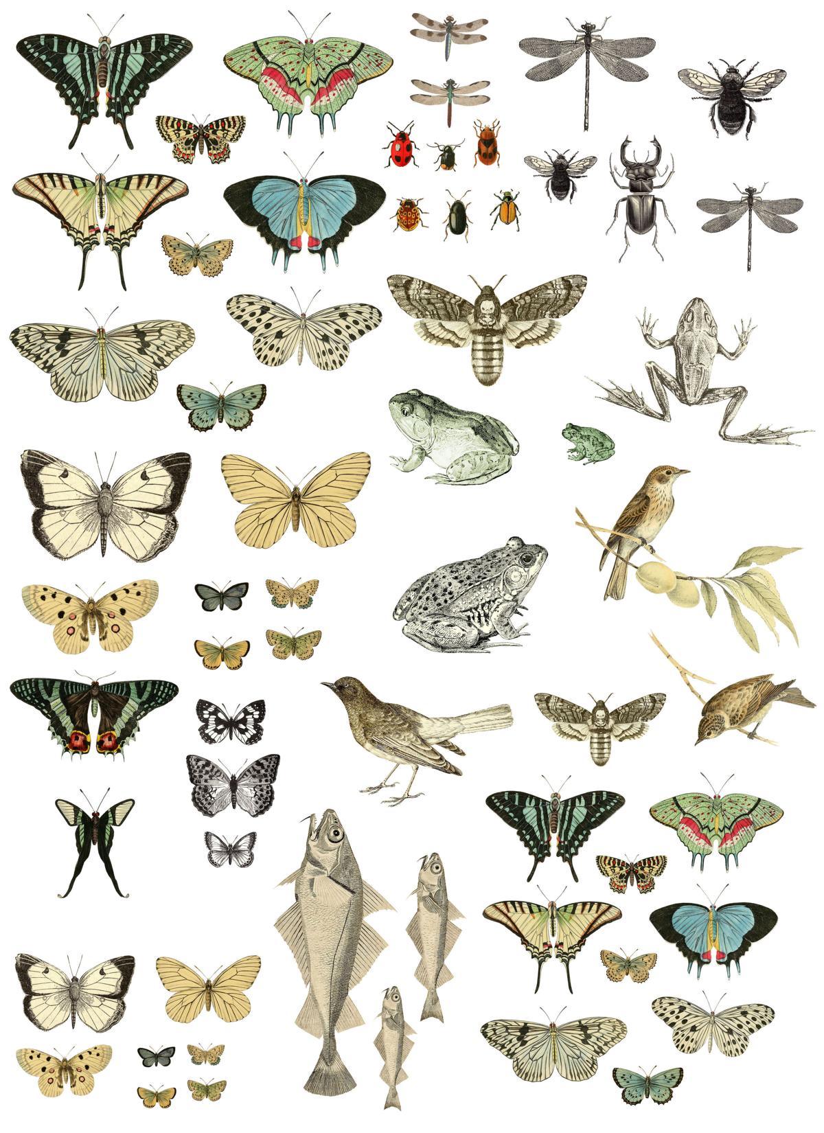 Vintage Schmetterlinge, Entomology Etcetera, Möbelbild - Lioness Vintage - Möbelmanufaktur